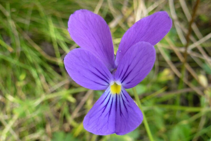 Violettes Galmei-Stiefmütterchen