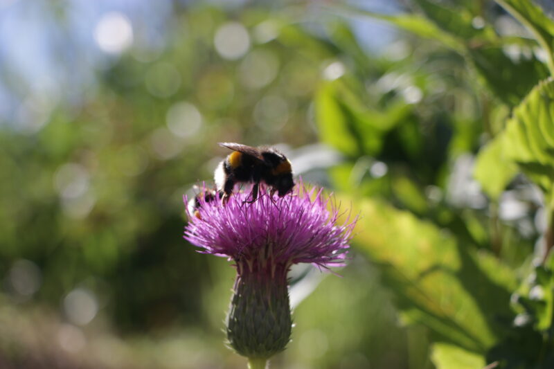 Stängellose Kratzdistel