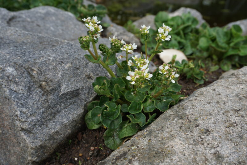 Bayrisches Löffelkraut