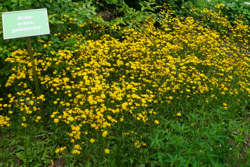 Weichhaariger Pippau