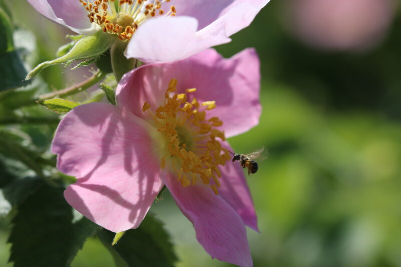 Samt-Rose